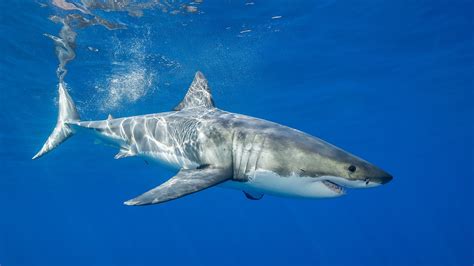 Requin véritable 